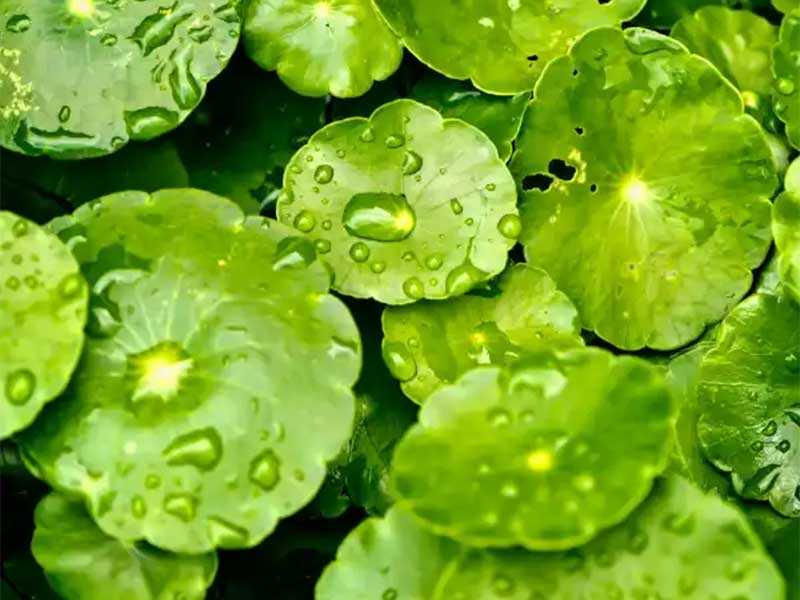 centella-asiatica2