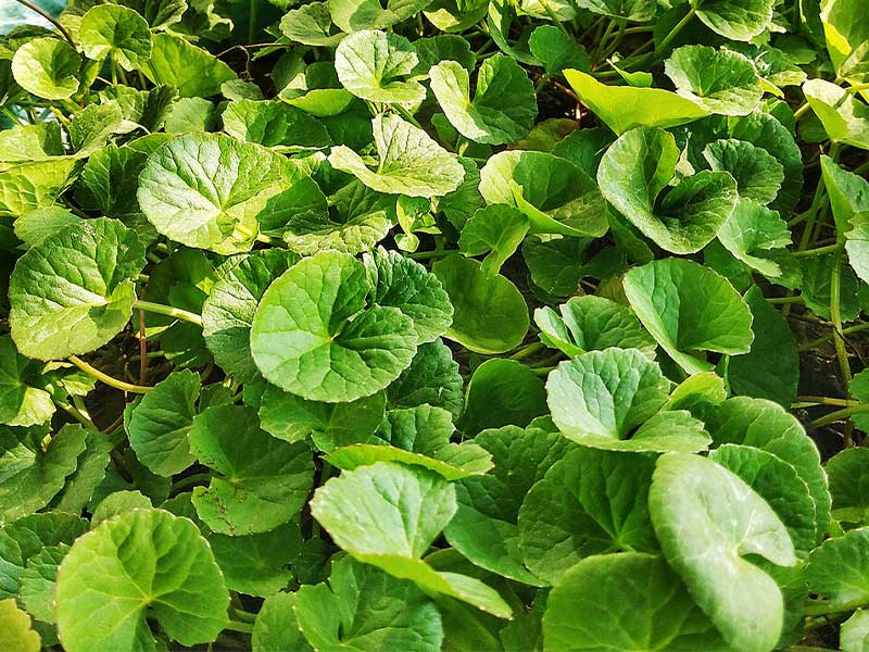 centella-asiatica3
