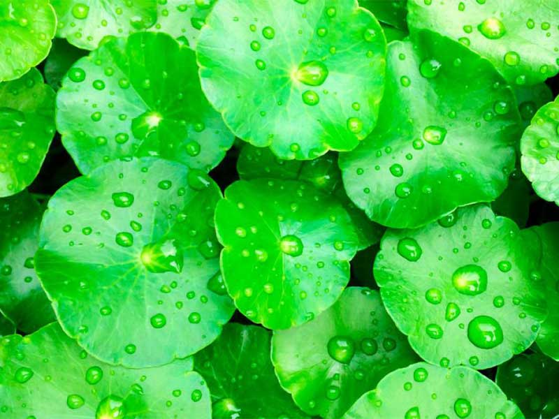 centella-asiatica4