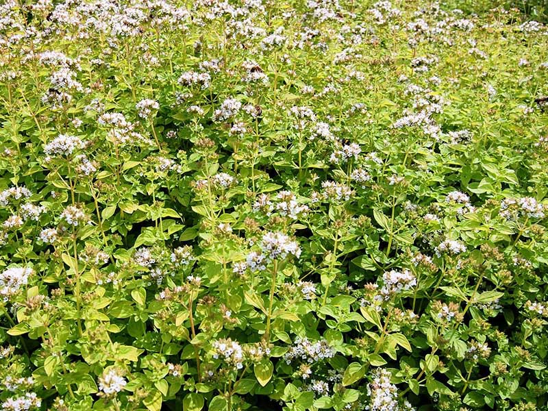 oregano2