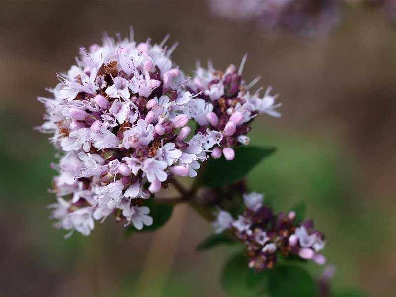 oregano3
