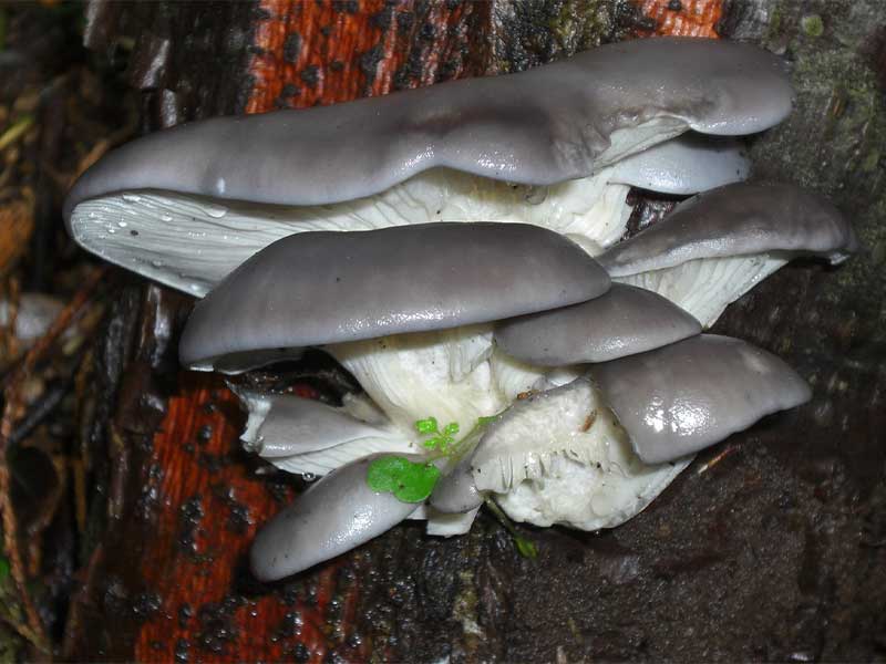 pleurotus2