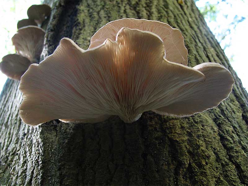 pleurotus4