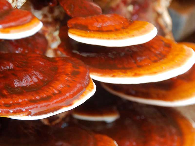 reishi2
