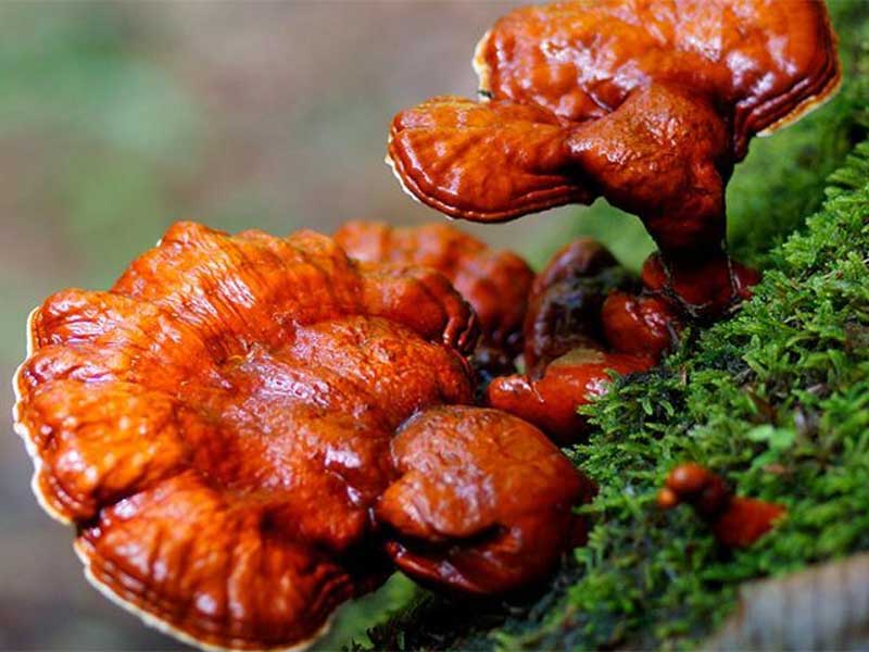 reishi3