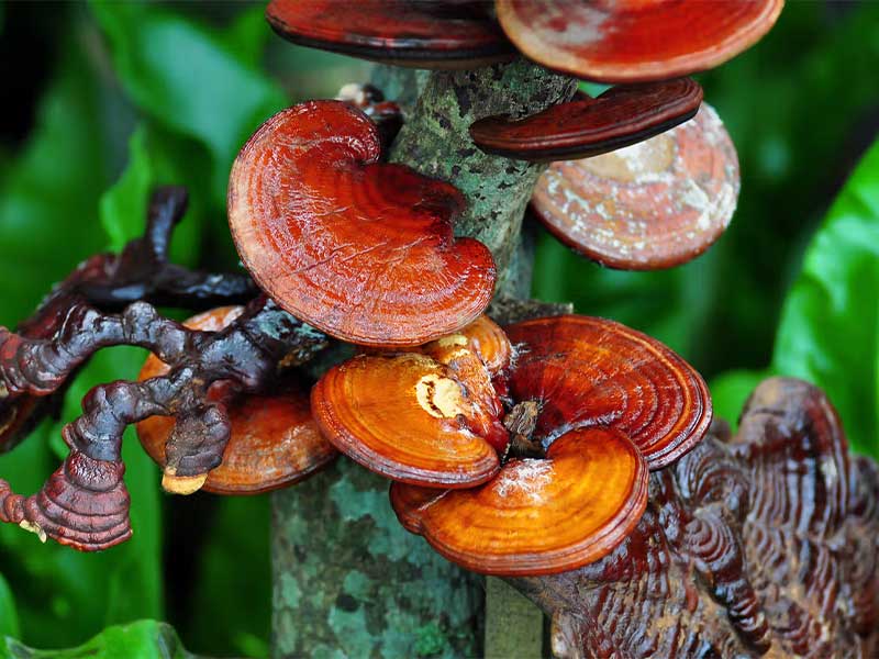 reishi4